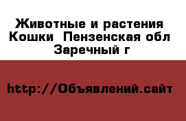 Животные и растения Кошки. Пензенская обл.,Заречный г.